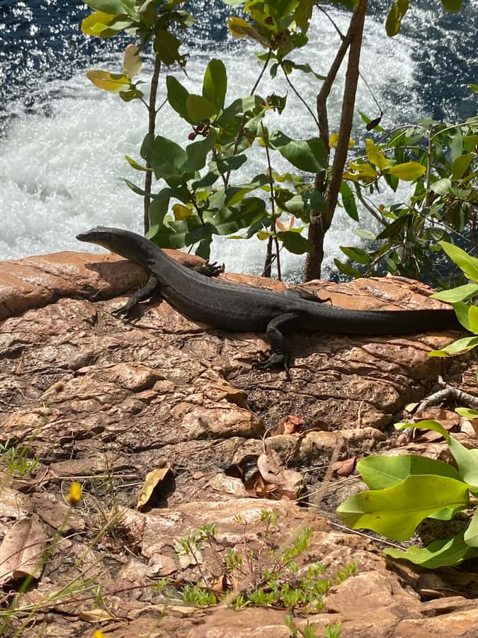 Litchfield VIP Tours, Litchfield National Park, Day Tours, - What the 10-hour schedule feels like