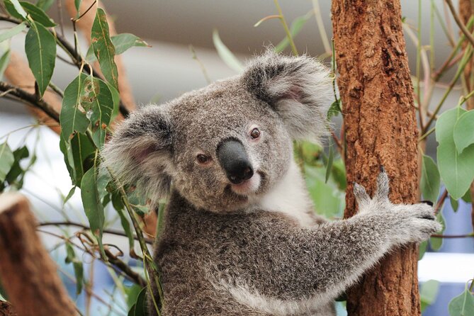 Lone Pine Koala Sanctuary Day Pass - Why Lone Pine works so well for a first look at Australia