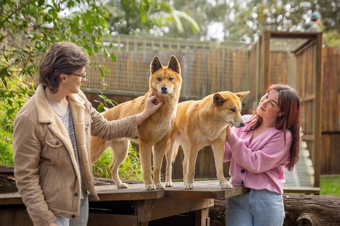 Lone Pine Koala Sanctuary Day Pass - Getting there from Brisbane and choosing your time