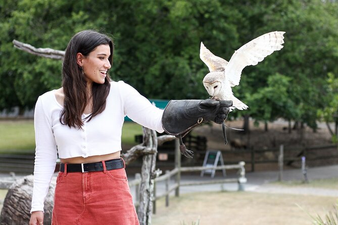 Lone Pine Koala Sanctuary Day Pass - The raptor show and sheepdog demonstration