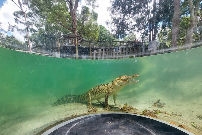 Lone Pine Koala Sanctuary Day Pass - What the $42.32 admission is worth