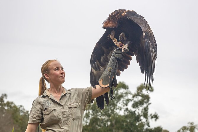 Lone Pine Koala Sanctuary Day Pass - Comfort, food, weather, and access