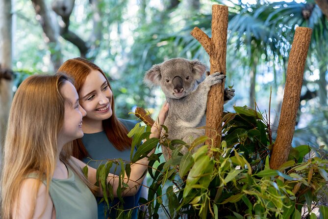 Lone Pine Koala Sanctuary Day Pass - Koalas are the main event, but admission does not include contact