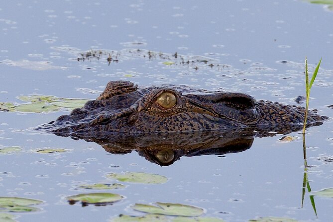 LookAbout Darwin, Wetlands & Wildlife Premium Tour - Max 6 Guests - Book it for the mix of wetlands, wildlife, and pub culture
