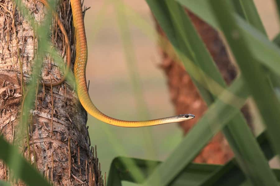 LookAbout Darwin Wetlands Wildlife Premium Tour Max 6 Guests - Who should book this Darwin wildlife tour?