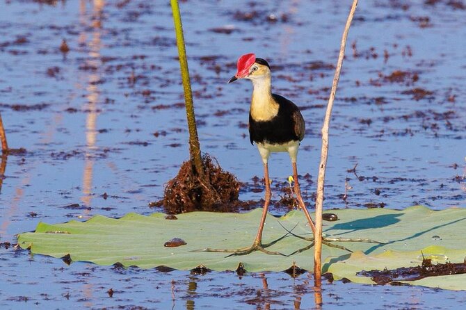 LookAbout Darwin Wetlands Wildlife Premium Tour Max 6 Guests - Darwin to the wetlands with Geoff Barrett