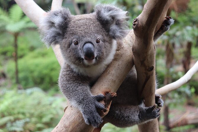 Luxury Hunter Valley Wildlife & Wine Tasting Tour from Sydney - Comfort, group size, and the long return ride