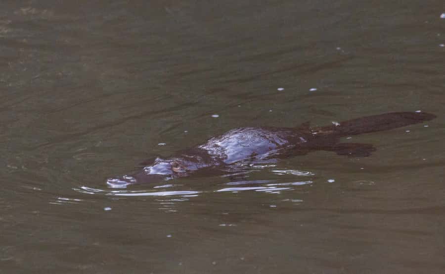Mackay: Finch Hatton Gorge Hike, Swim & Platypus Adventure - A short ride and lunch in Finch Hatton