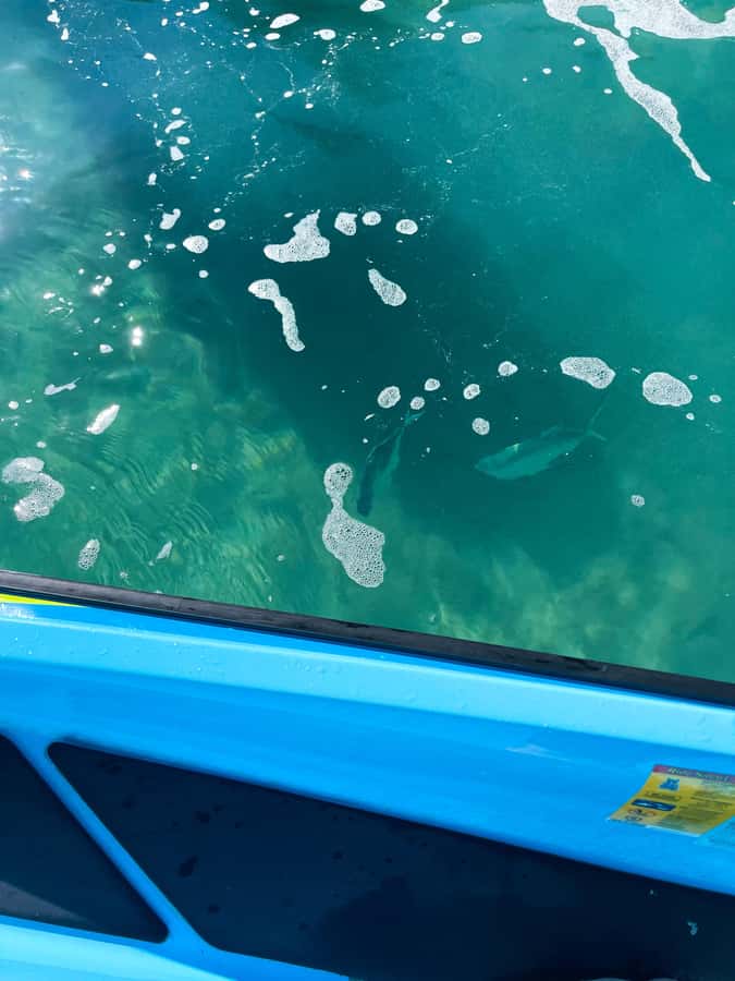 Magnetic Island: 5 Beach Bay Jet Ski Tour - Marine life, birds, and the value of a local guide