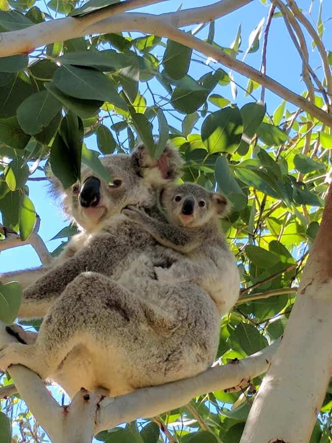 Magnetic Island: Behind the Scenes Tour - Group size, flexibility, and comfort