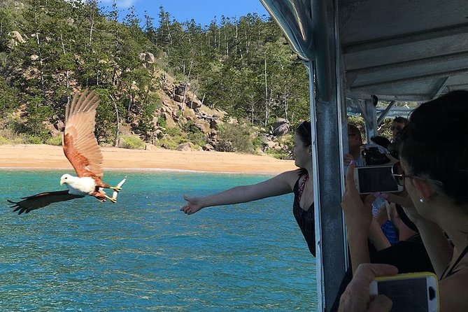 Magnetic Island Discovery Tour with Snorkeling & Paddle Boarding - Wildlife and the island stories
