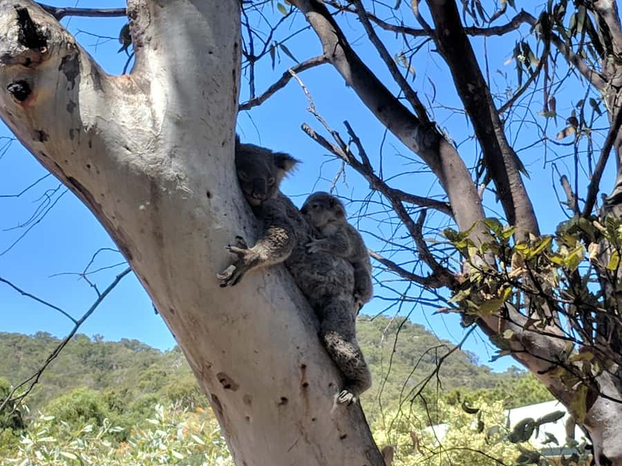 Magnetic Island: Guided Bus Tour with Morning Tea - Nelly Bay and Arcadia Hill open the views