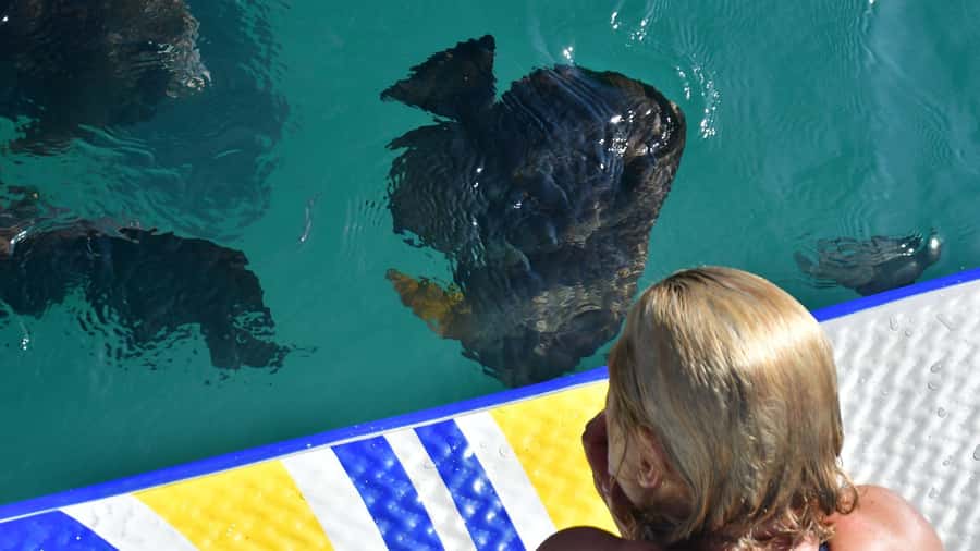 Magnetic Island: Lunchtime Sailing Cruise - Who should book this Magnetic Island cruise