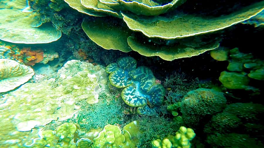 Magnetic Island: Snorkel Discovery Tour - A welcoming setup for less confident swimmers