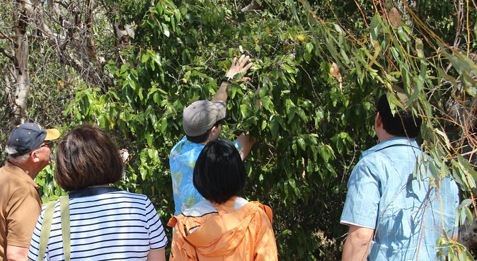 Magnetic Island Tour: Maggie Comprehensive - What the $68.14 price really covers