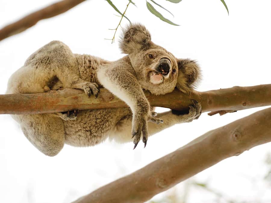 Magnetic Island: West Coast Eco Adventure Bus Tour - Why Magnetic Island’s west coast feels different