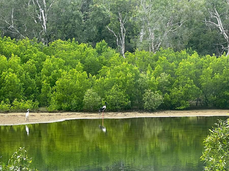 Magnetic Island: West Coast Eco Adventure Bus Tour - Bolger Bay Conservation Park takes you off the main route