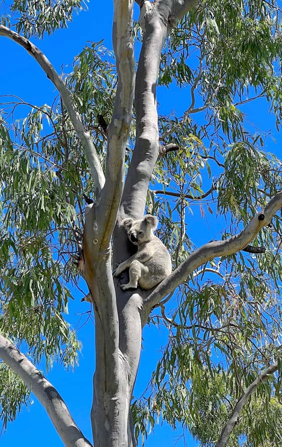 Magnetic Island: West Coast Eco Adventure Bus Tour - Wildlife spotting with useful tools, not promises