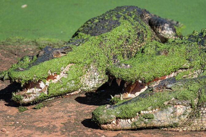 Malcolm Douglas Crocodile Park Tour Including Transportation - How long the visit takes and what the timing means