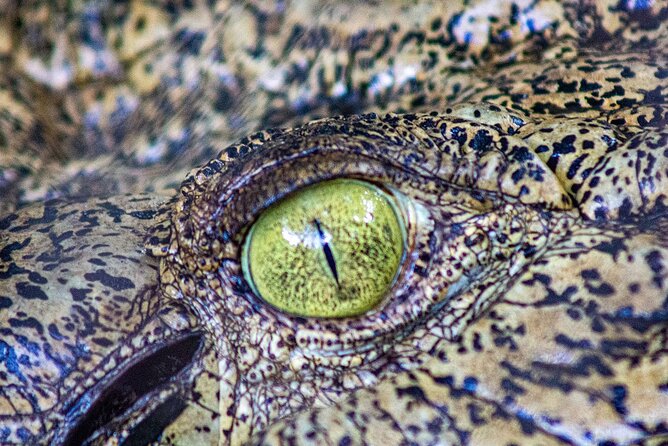 Malcolm Douglas Crocodile Park Tour Including Transportation - Is the $57.38 price good value?