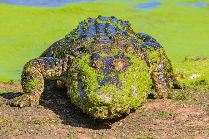 Malcolm Douglas Crocodile Park Tour Including Transportation - What to bring for a more comfortable visit