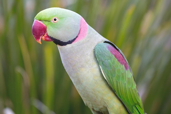 Maleny Botanic Gardens Bird Aviary Experience Ticket - Timing your visit for better bird activity