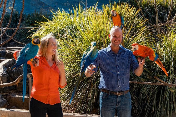 Maleny Botanic Gardens Bird Aviary Experience Ticket - Glass House Mountains views and picnic time