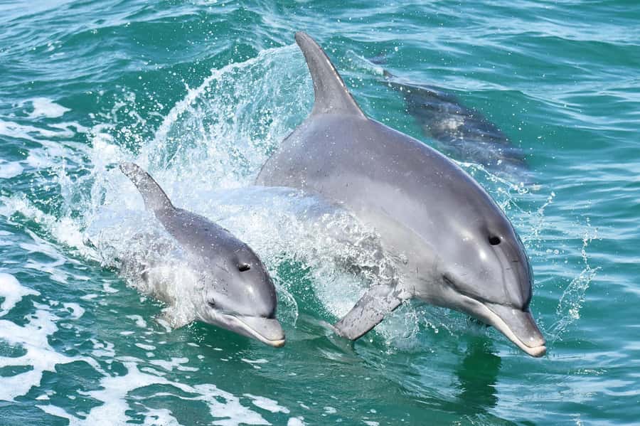 Mandurah: Dolphin and Views Cruise - Dolphins First, Then Mandurah’s Waterways