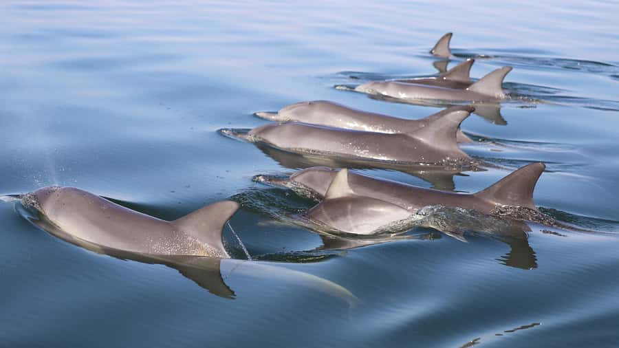 Mandurah: Dolphin and Views Cruise - Who Should Book This Mandurah Cruise?