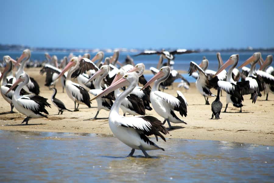 Mandurah: Dolphin and Views Cruise - Commentary on Aboriginal History and Local Stories