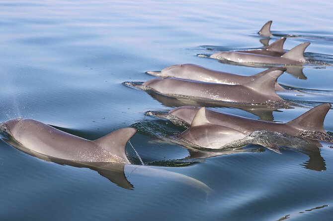 Mandurah Dolphin Cruise and Views - Port Mandurah canals and waterfront homes