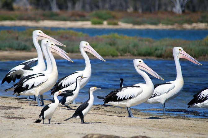 Mandurah Dolphin Cruise and Views - Who will enjoy this cruise most?