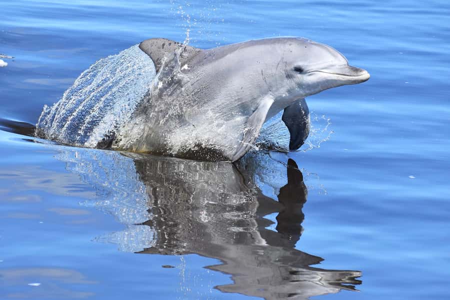 Mandurah: Dolphin & Giant Sightseeing Cruise - Cruising past Mandurah’s grand canals
