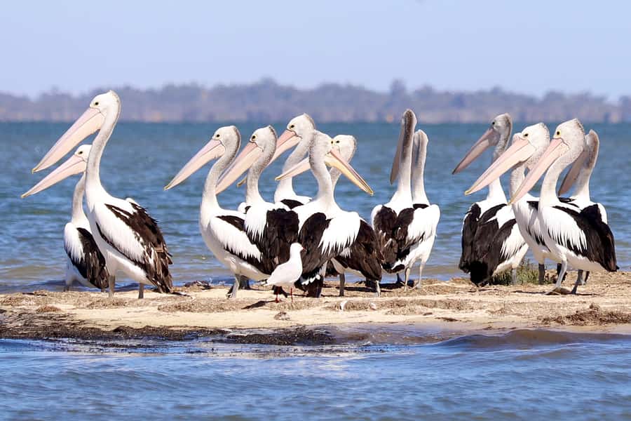 Mandurah: Dolphin & Giant Sightseeing Cruise - Fish and chips, snacks and the real value of $53