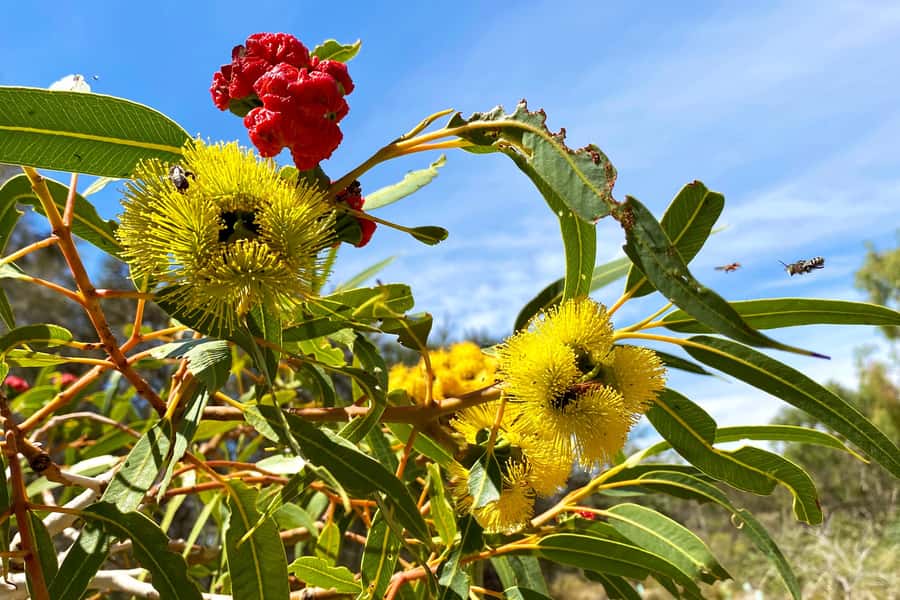Mandurah: Murray River Lunch Cruise - A seasonal buffet lunch on board