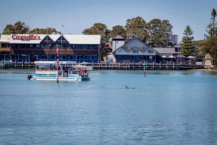 Mandurah: Sightseeing Dolphin Cruise with Tour Guide - A One-Hour Look at Mandurah From the Water