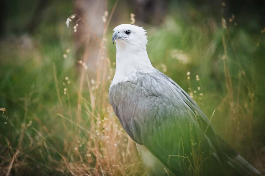 Margaret River: Birds of Prey Encounter and Forest Walk - Who will enjoy this Margaret River activity?