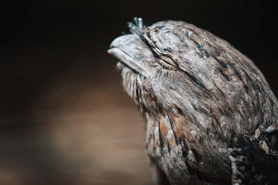 Margaret River: Birds of Prey Encounter and Forest Walk - Should you book the Capes Raptor Centre encounter?