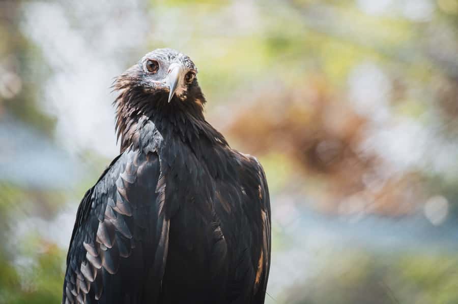 Margaret River: Birds of Prey Encounter and Forest Walk - The flight encounter: expect close passes and practical facts