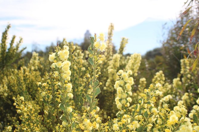 Margaret River Coastal and Wildlife Eco Trip from Busselton or Dunsborough - Sugarloaf Rock and the value of a short route