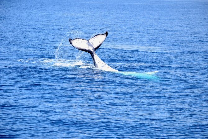 Margaret River Coastal and Wildlife Eco Trip from Busselton or Dunsborough - What the guides add to the experience