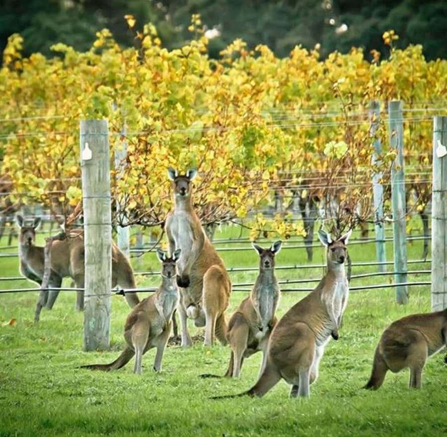 Margaret River: Full-Day Wine Tour - A full day that treats Margaret River as a food region