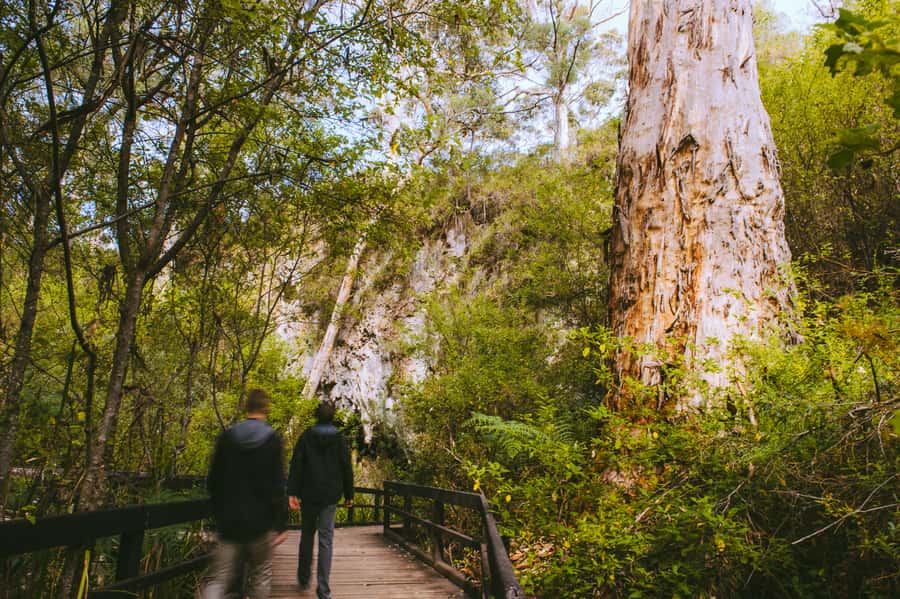 Margaret River: Self-Guided Audio Tour of Mammoth Cave - Who will enjoy Mammoth Cave most?