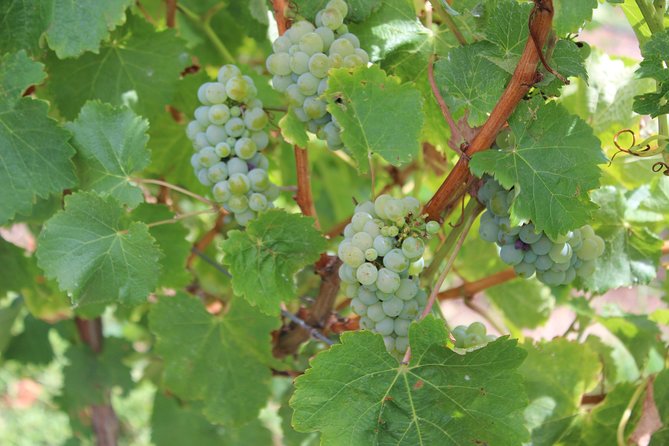 Margaret River Small-Group Full-Day Wine & Food Tour - Woody Nook Wines supplies the main meal