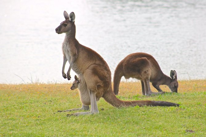 Margaret River Wine and Sights Discovery Tour from Busselton or Dunsborough - Who should book this Margaret River afternoon?