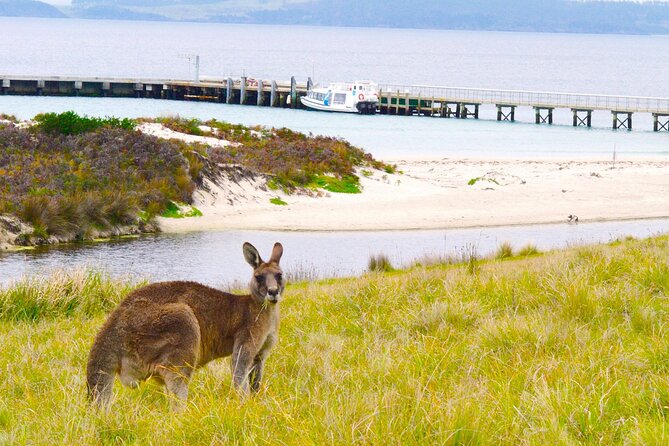 Maria Island Cruise and Guided Walk Day Tour with Lunch and Drinks - What the crew adds to the day