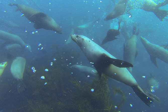 Maria Island Cruise and Guided Walk Day Tour with Lunch and Drinks - Is $211.59 good value?