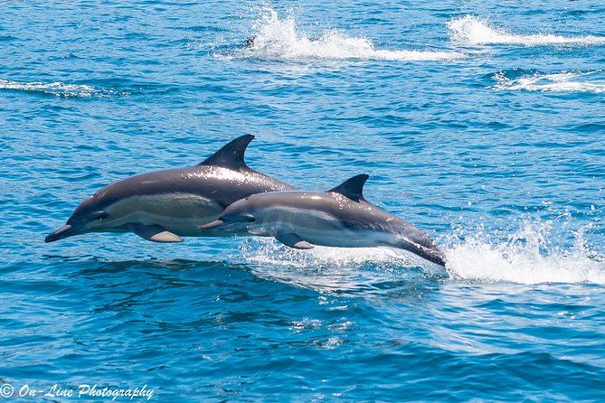 Maria Island Cruise and Guided Walk Day Tour with Lunch and Drinks - From Brooke Street Pier to the open water