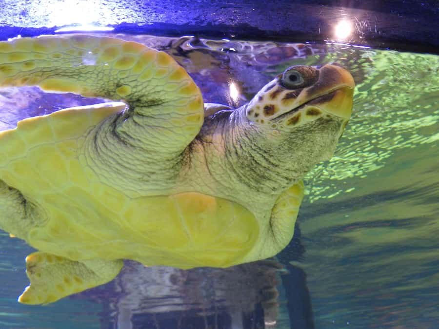 Marine Discovery Centre - Start with Koombana Bay’s Wild Dolphins