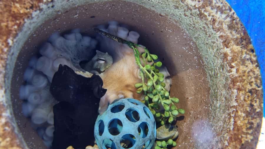 Marine Discovery Centre - How the $16 Price Works for You